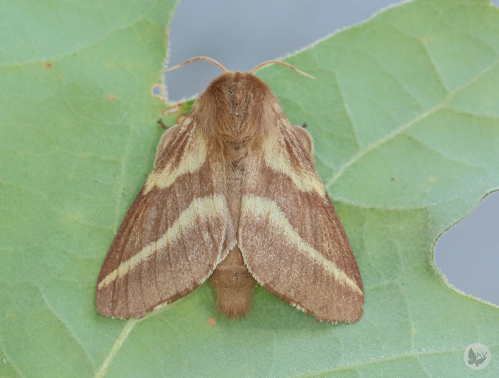 Malacosoma castrensis