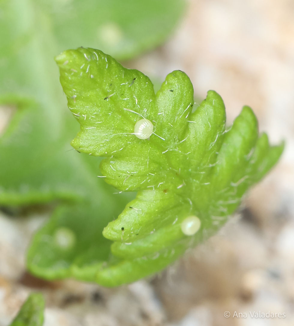 Callopistria latreillei