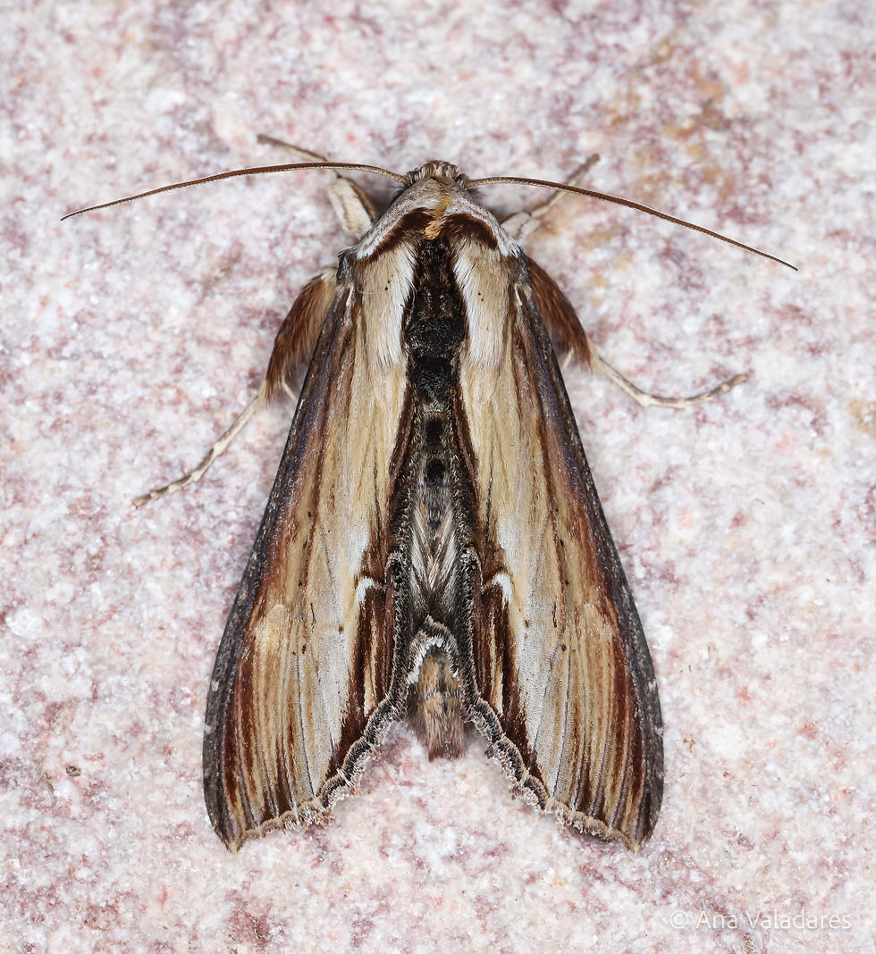 Cucullia verbasci
