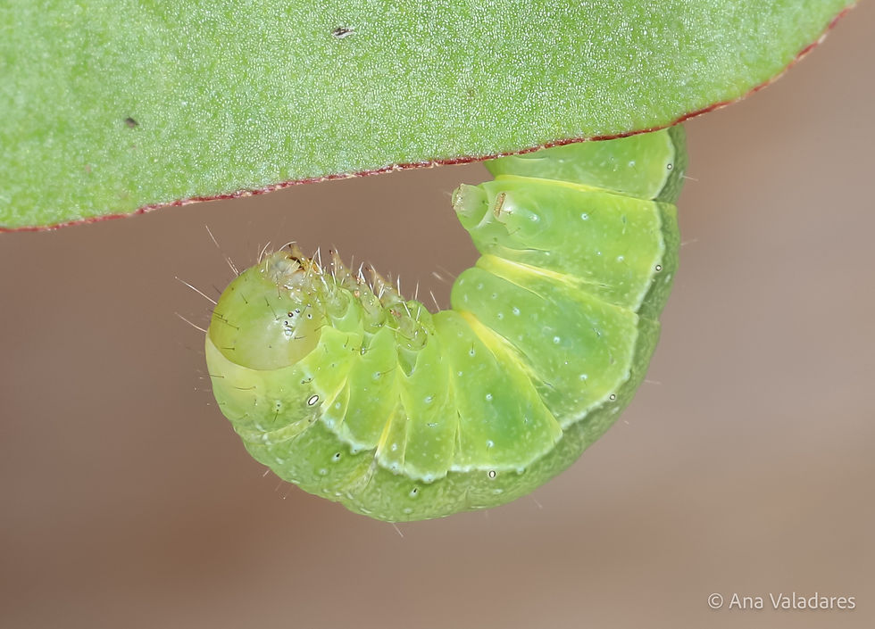 Agrochola meridionalis