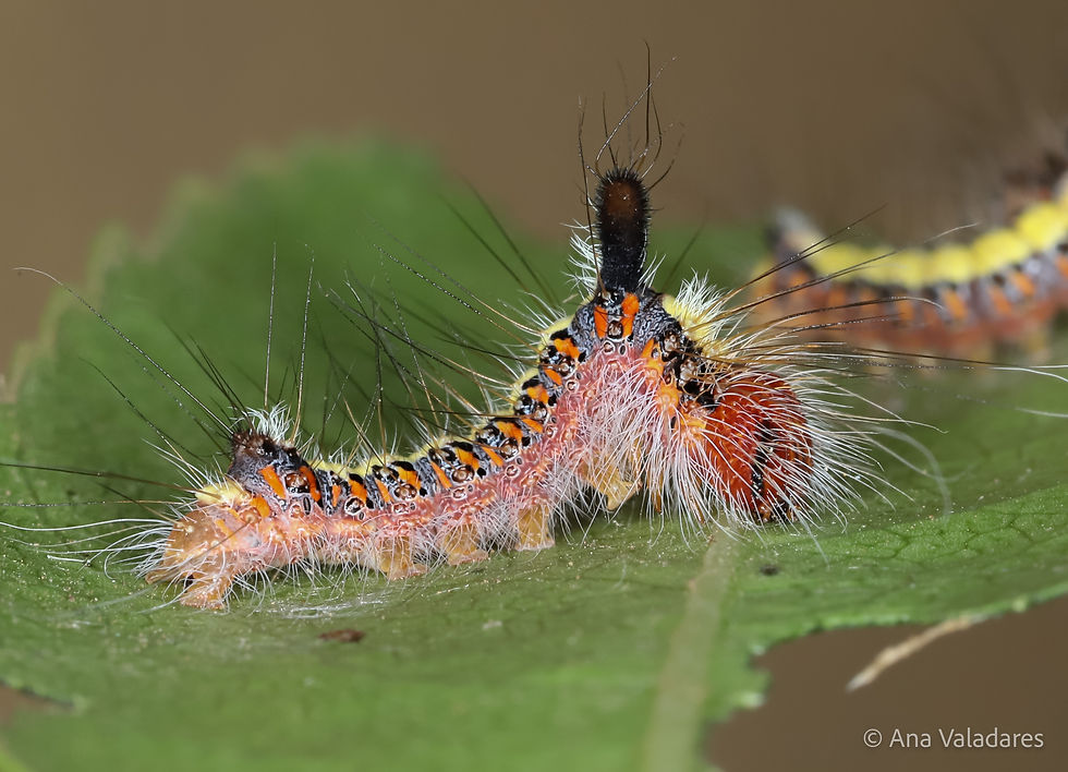 Acronicta psi
