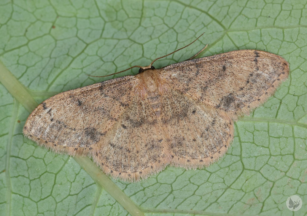 Brachyglossina hispanaria