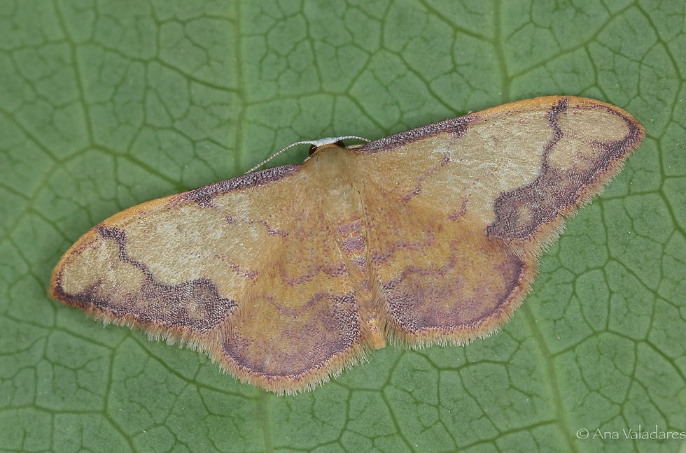 Idaea ostrinaria