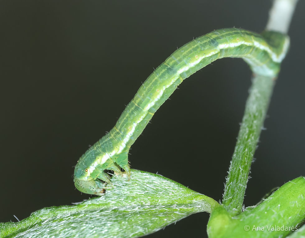 Chesias legatella