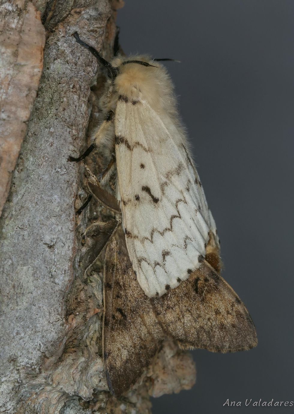 Lymantria dispar