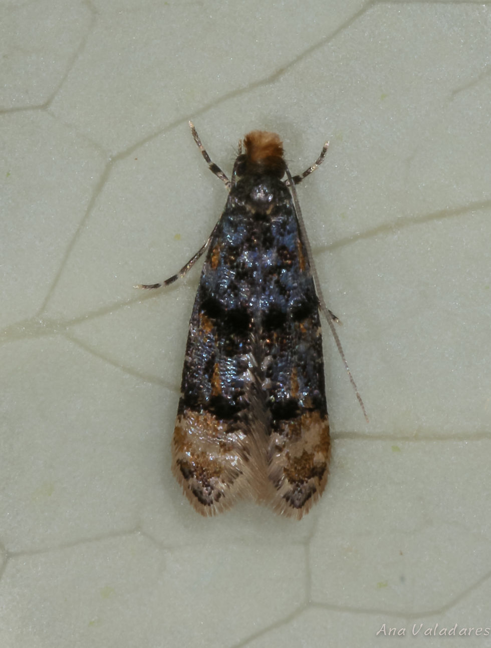 Stenoptinea cyaneimarmorella
