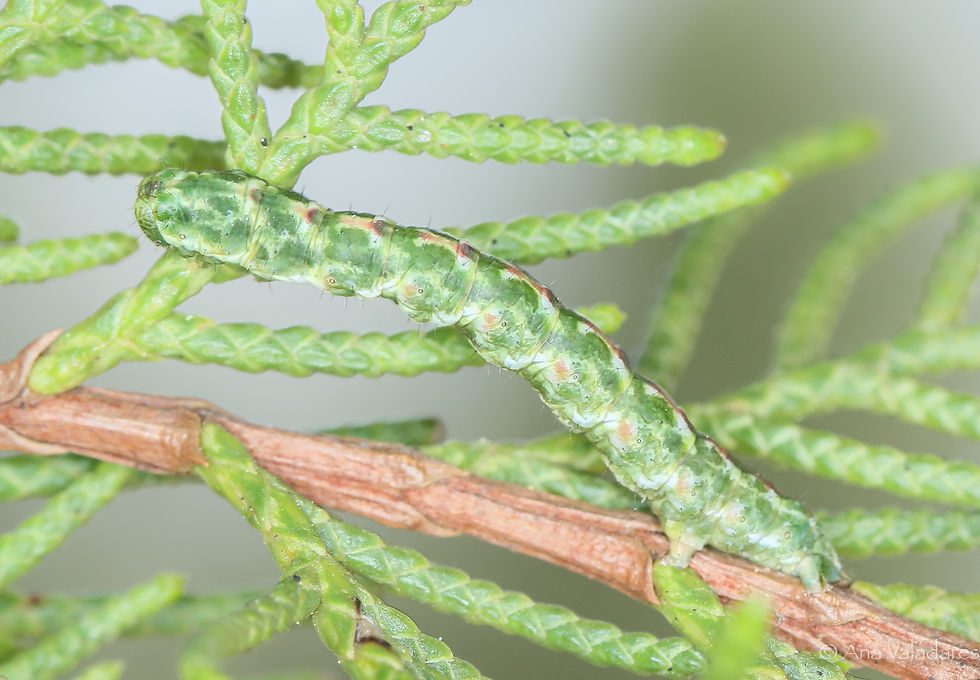 Ekboarmia atlanticaria