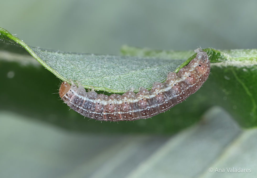 Conistra erythrocephala