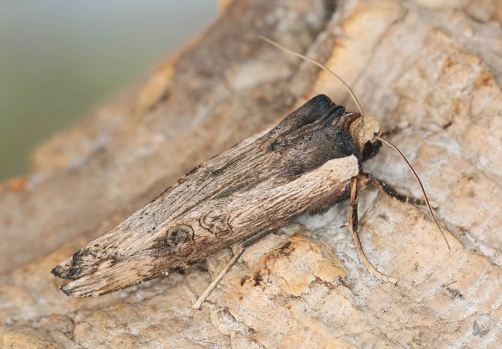 Xylena exsoleta
