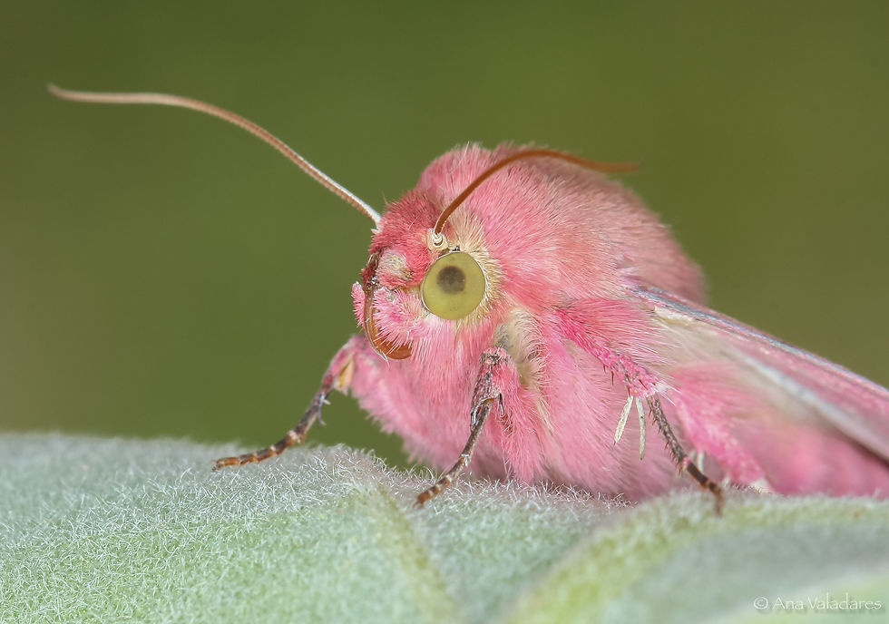 Heliothis incarnata