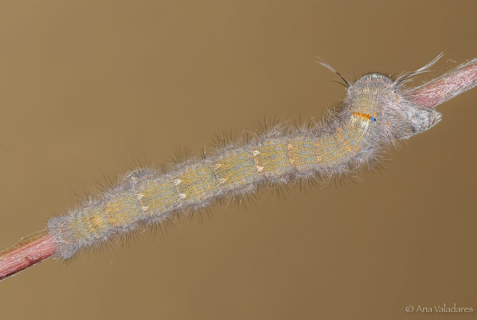 Odonestis pruni
