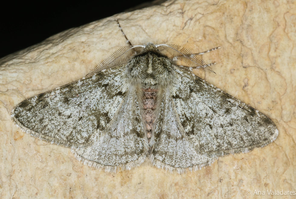 Phigalia pilosaria