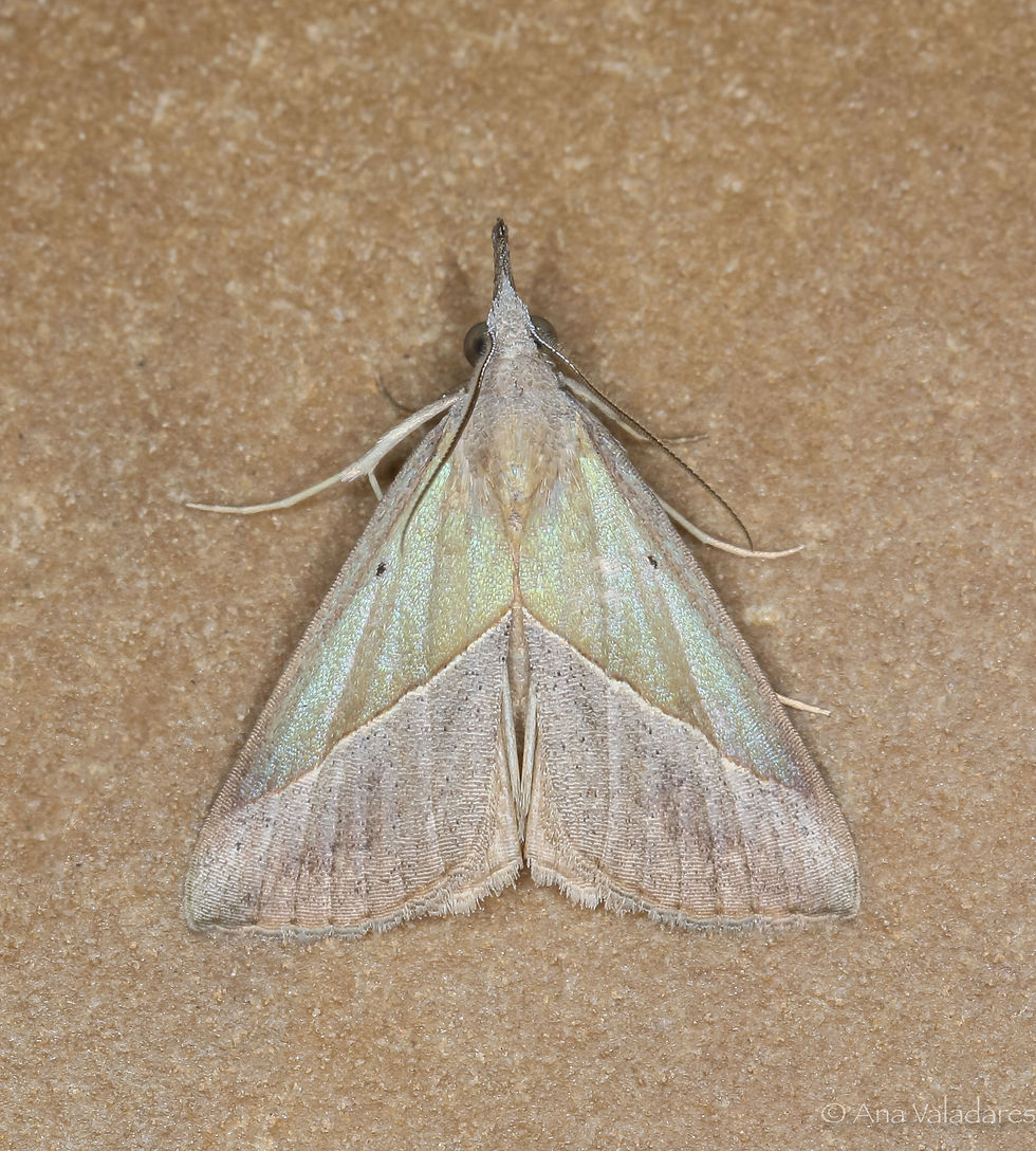 Hypena lividalis