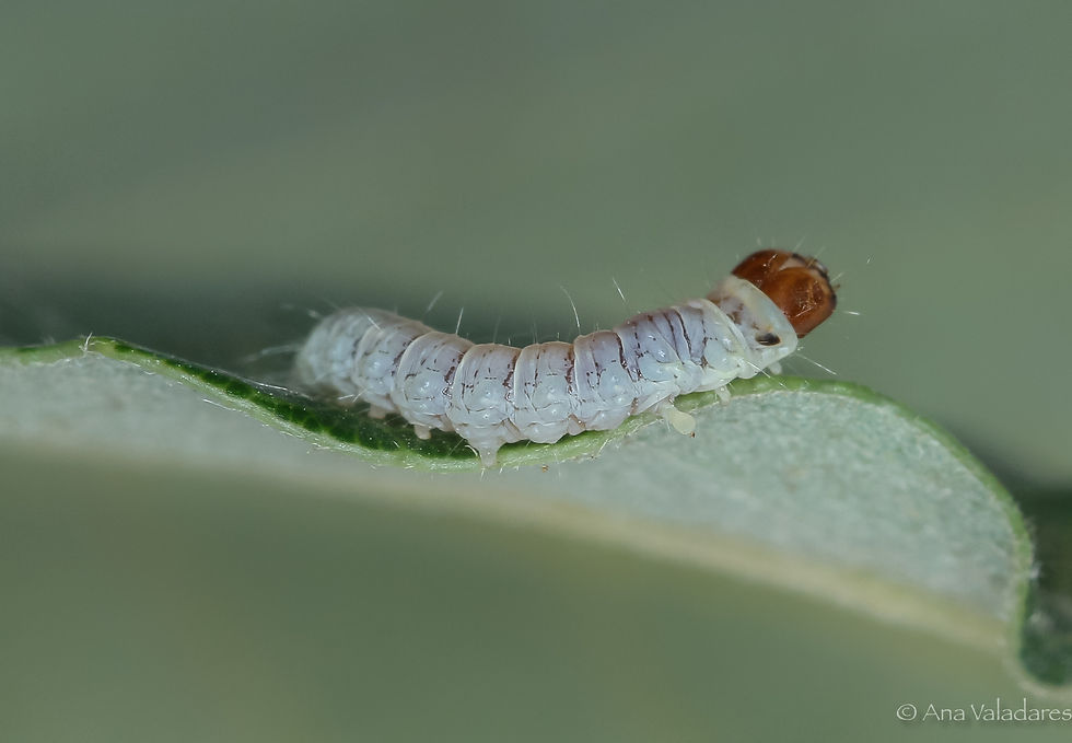 Diurnea fagella