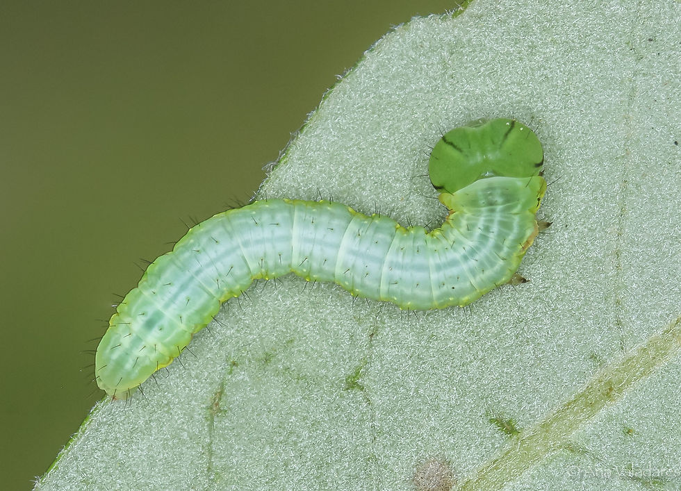 Peridea anceps