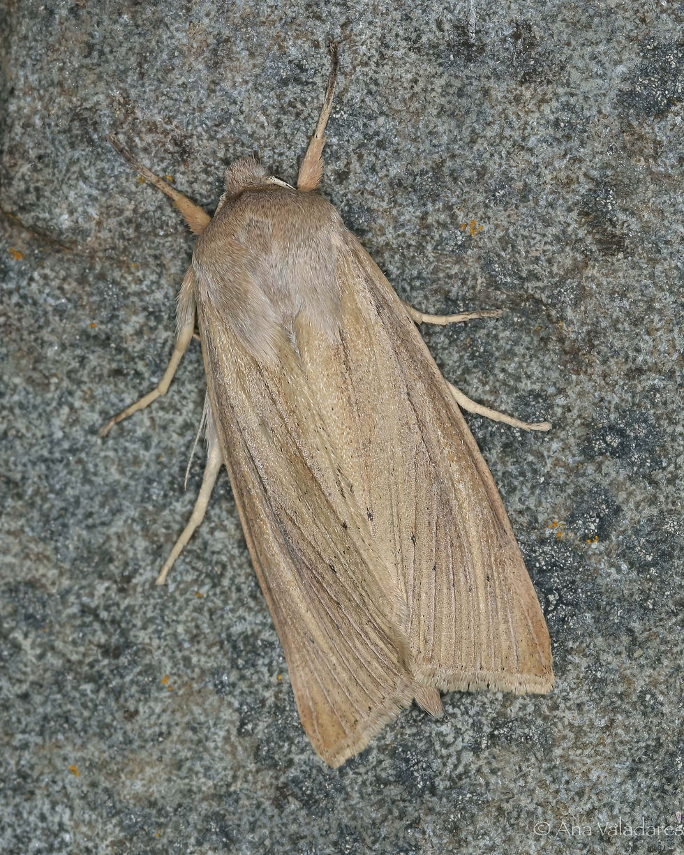 Rhizedra lutosa (fêmea)