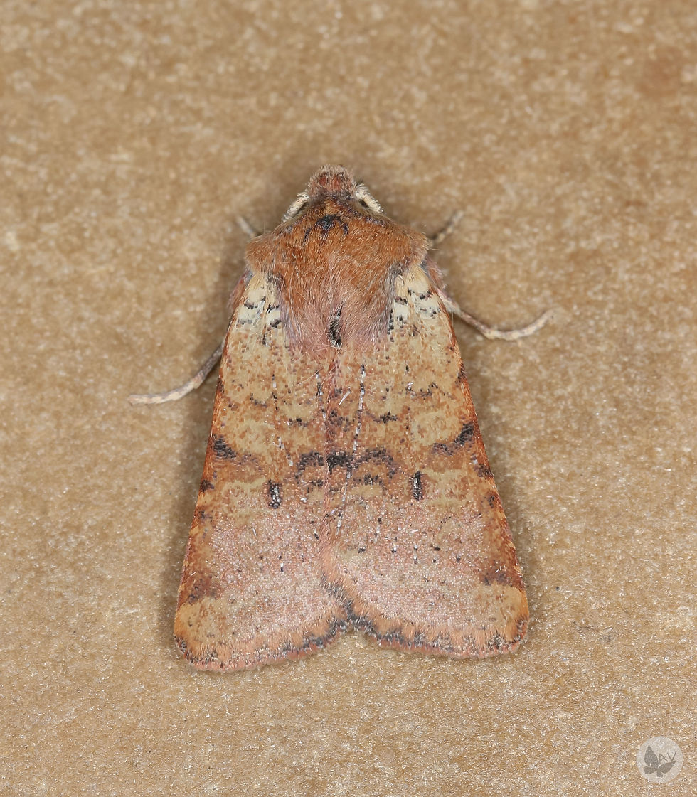 Agrochola ruticilla