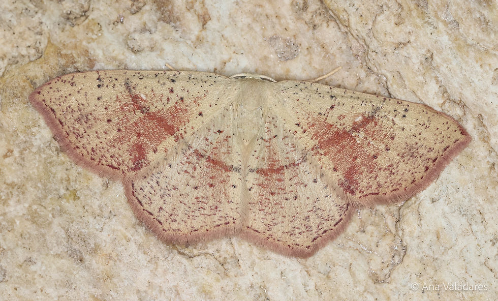 Cyclophora punctaria
