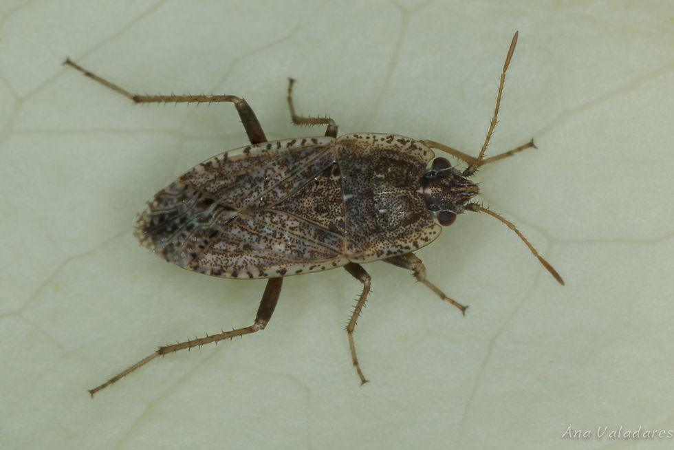 Emblethis sp.