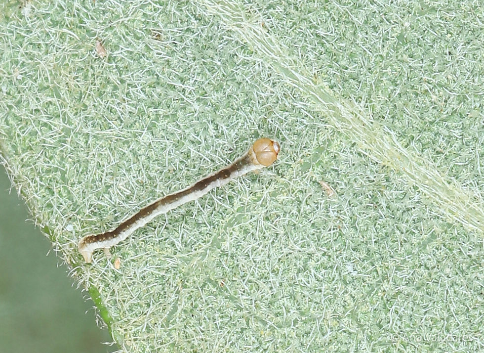 Ourapteryx sambucaria