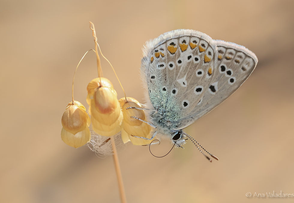 Polyommatus icarus/celina