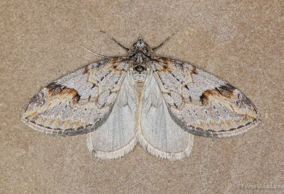 Chesias rufata