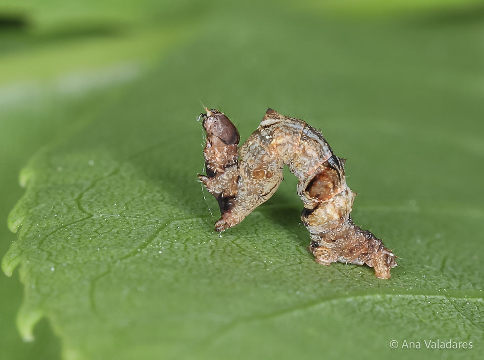 Selenia lunularia