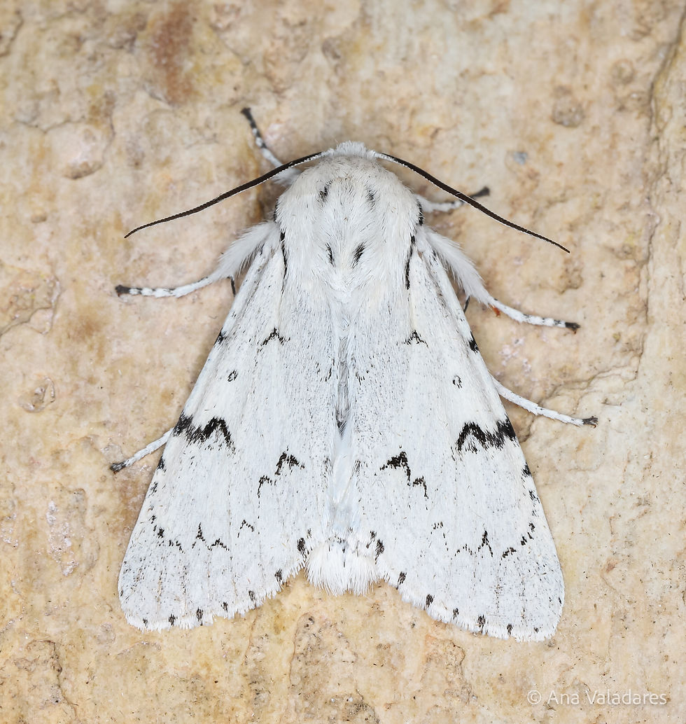 Acronicta leporina