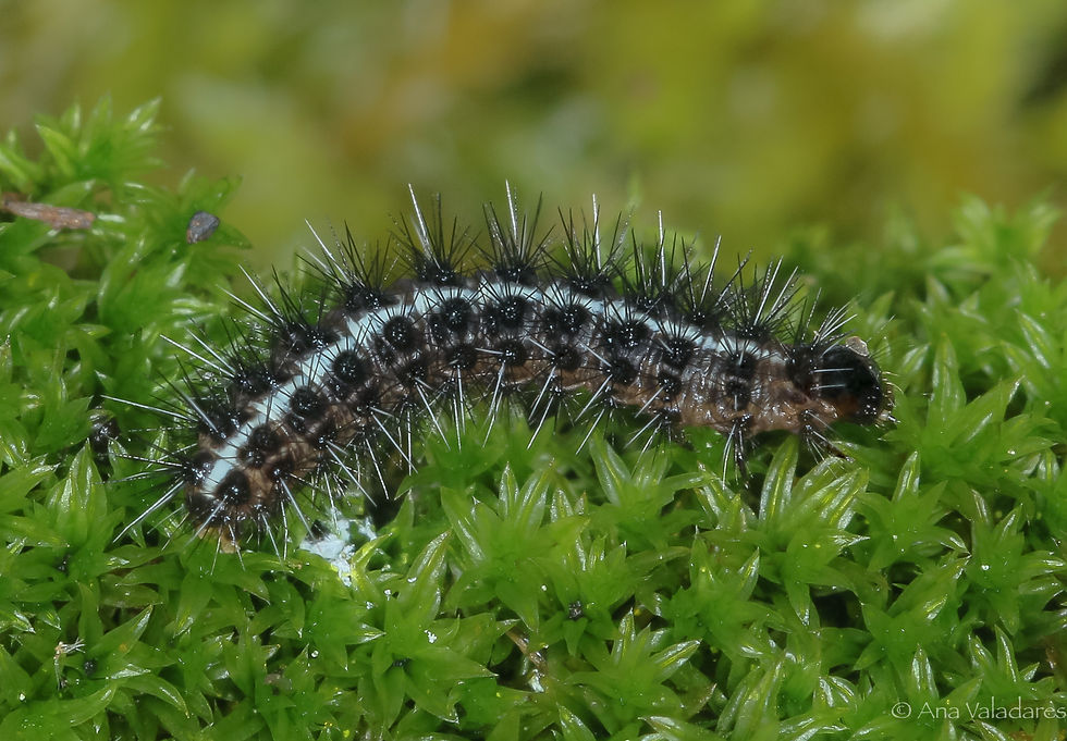 Coscinia cribraria