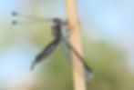Bubopsis agrionoides