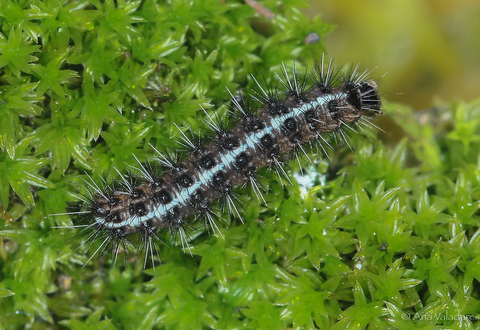 Coscinia cribraria