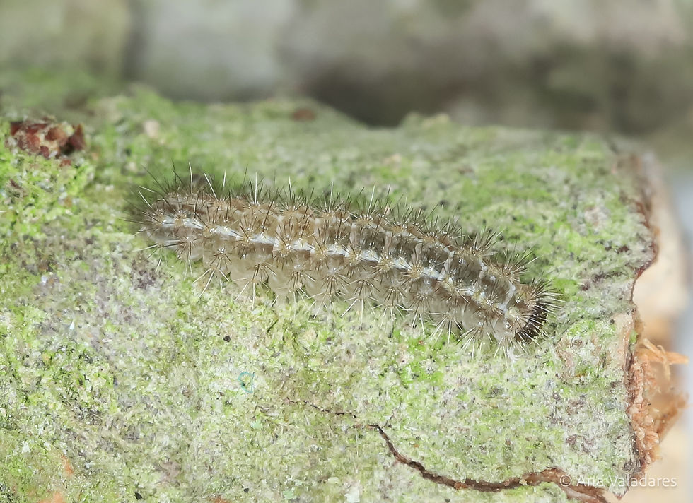 Eilema caniola