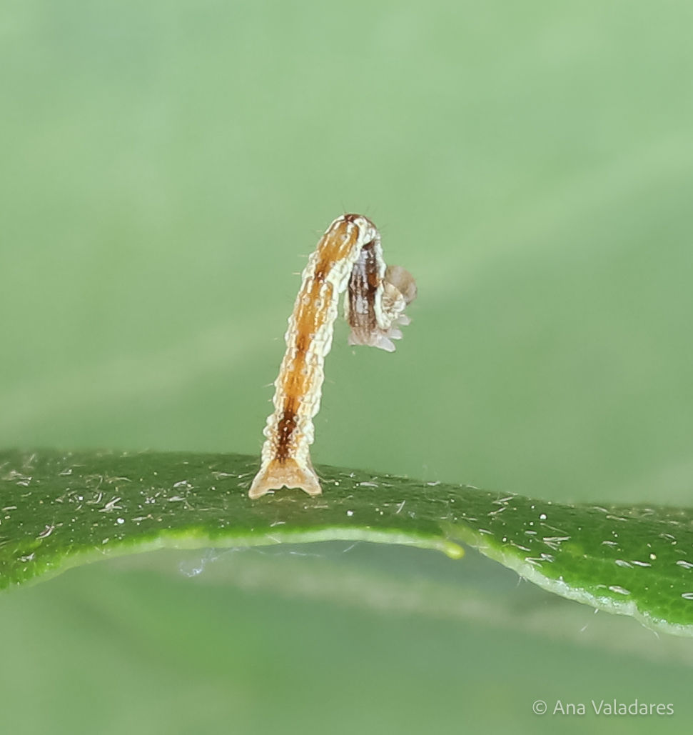 Cyclophora punctaria