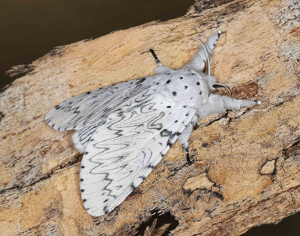 Cerura erminea