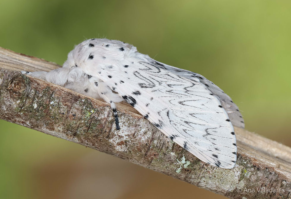 Cerura erminea
