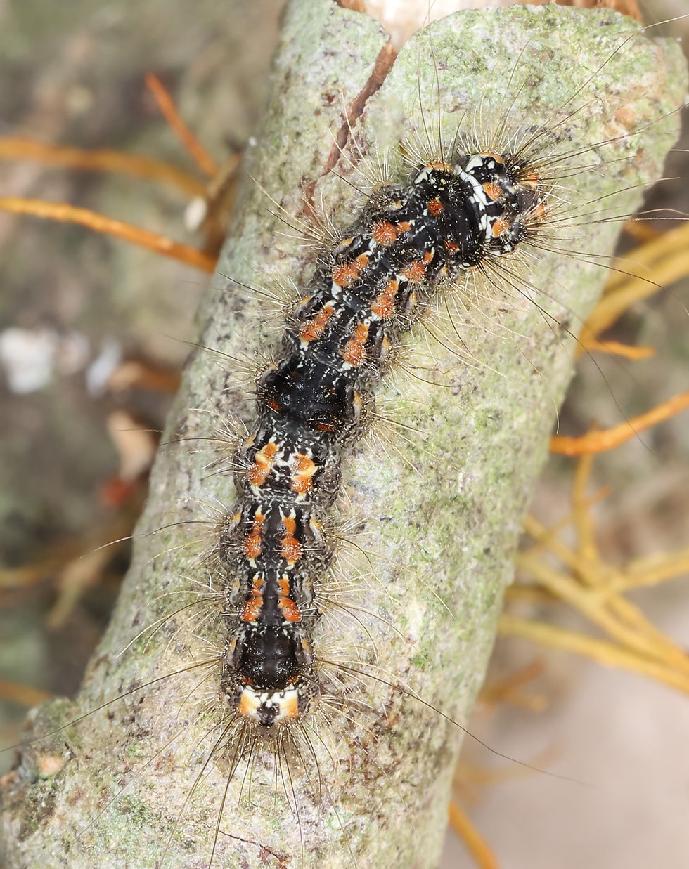 Eilema sororcula