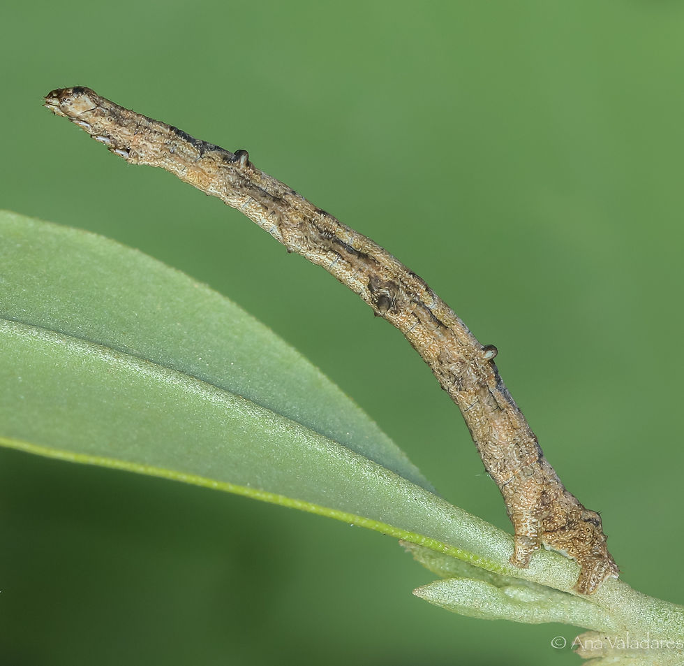 Menophra japygiaria