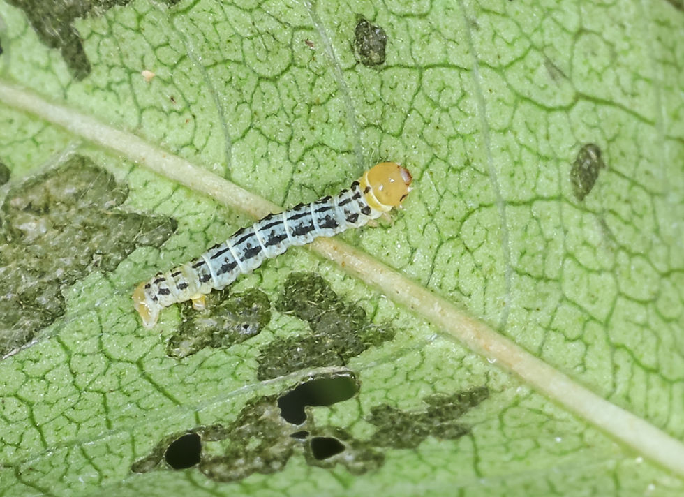 Abraxas pantaria