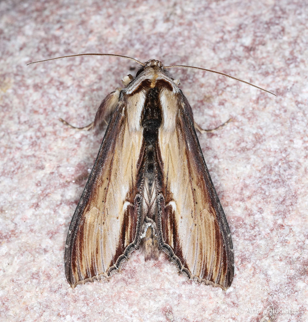 Cucullia verbasci