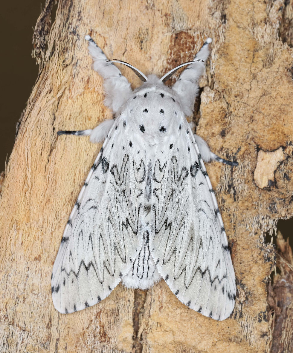 Cerura erminea