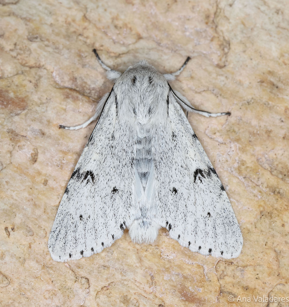 Acronicta leporina