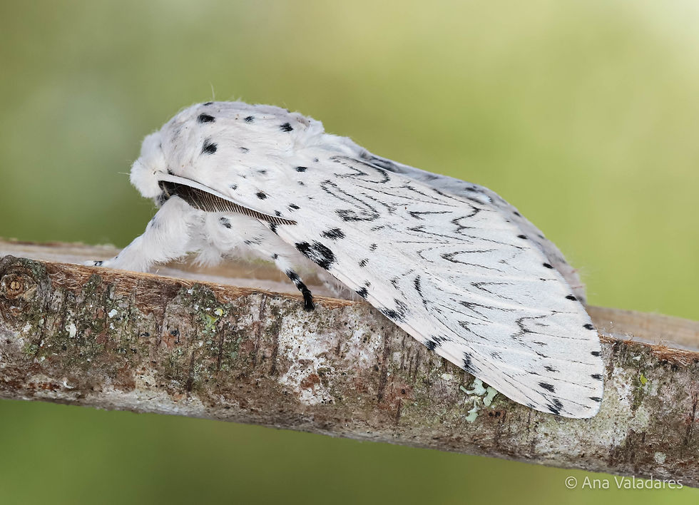 Cerura erminea