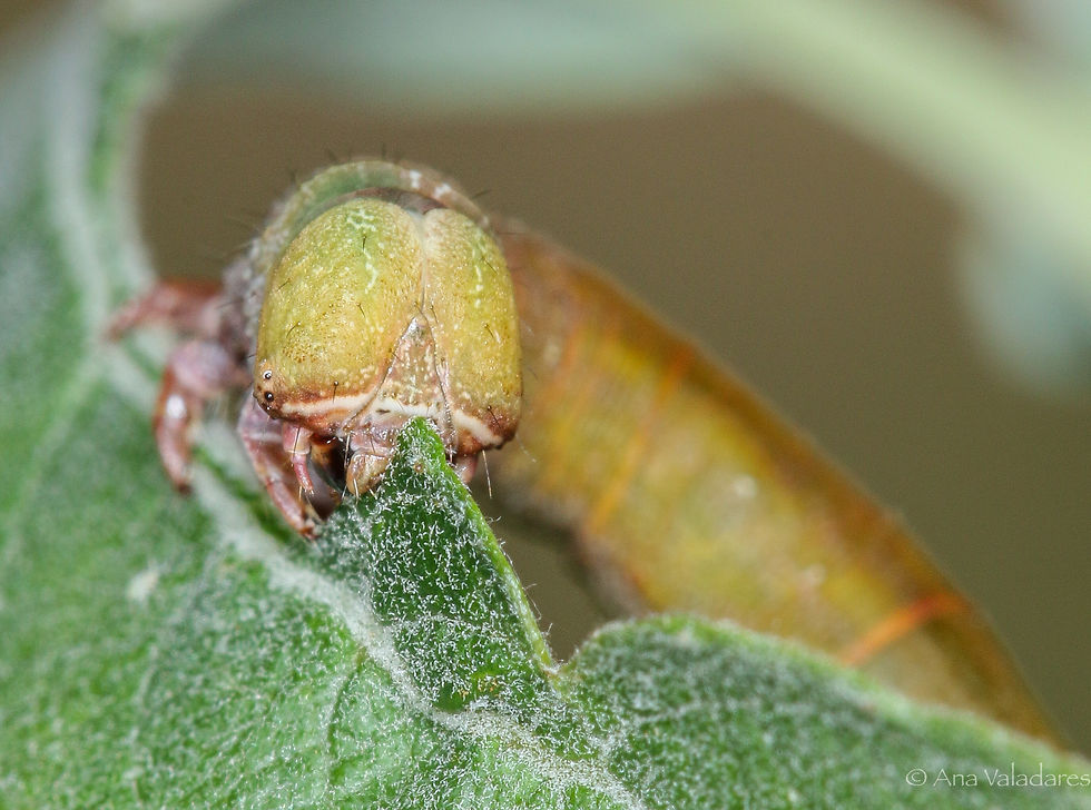 Ennomos alniaria