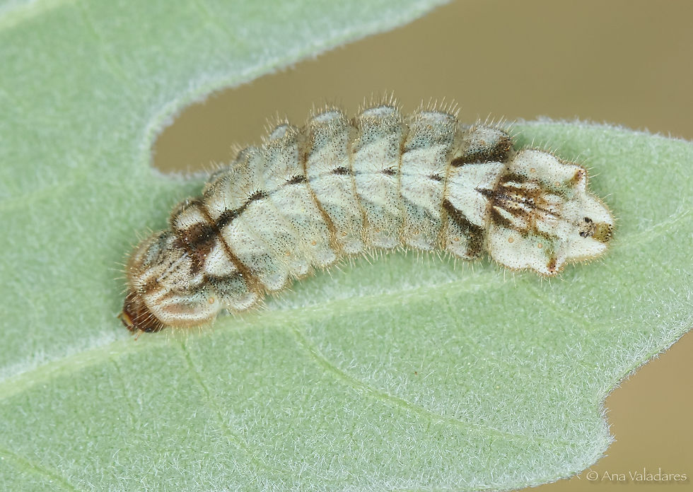 Favonius quercus
