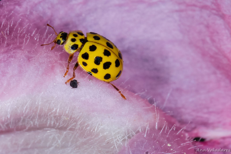 Psyllobora vigintiduopunctata