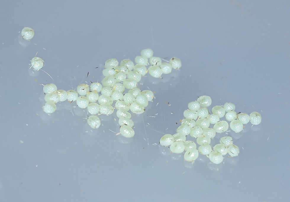 Abraxas pantaria