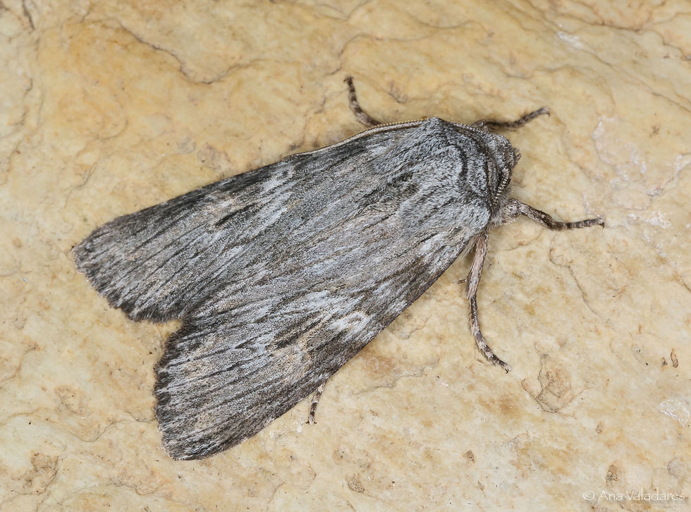 Scotochrosta pulla