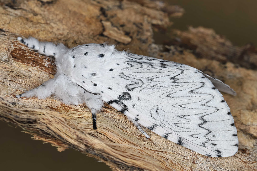 Cerura erminea