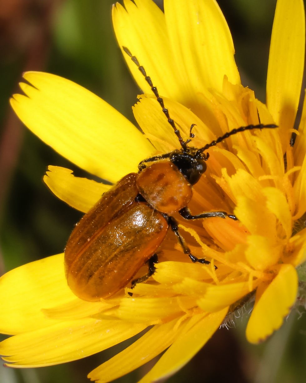 Exosoma lusitanicum