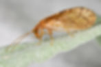Micromus angulatus